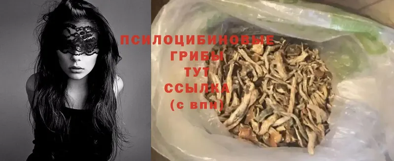 сколько стоит  Жиздра  Псилоцибиновые грибы Psilocybe 